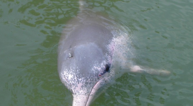 Villefranche-sur-Mer: un delfin a fost gasit mort in port